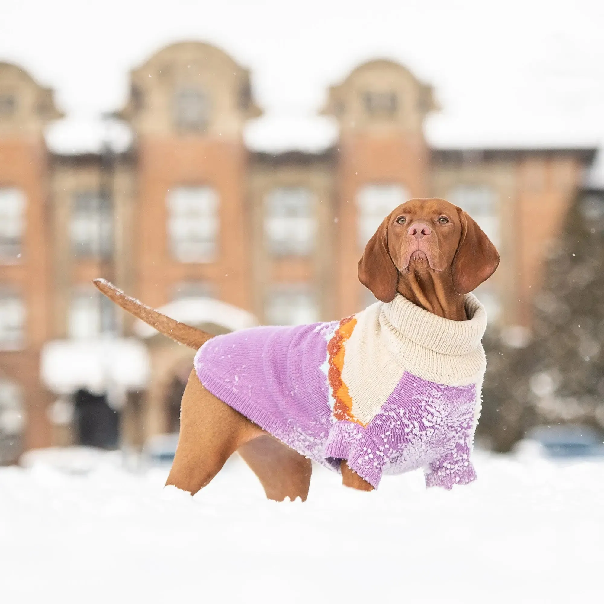 Fireside Dog Sweater | Purple