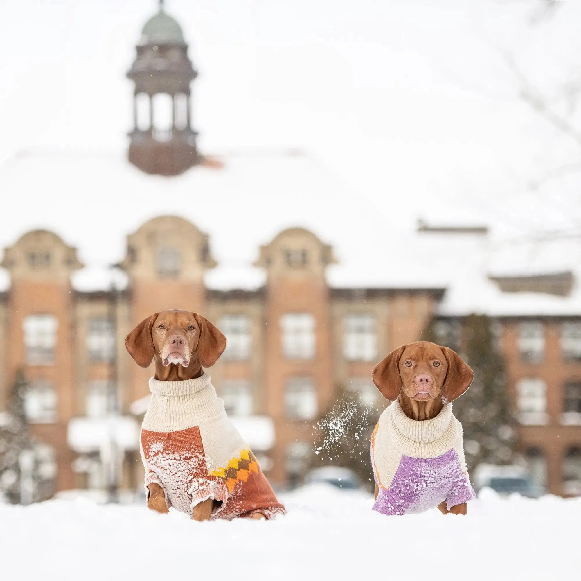 Fireside Dog Sweater | Purple