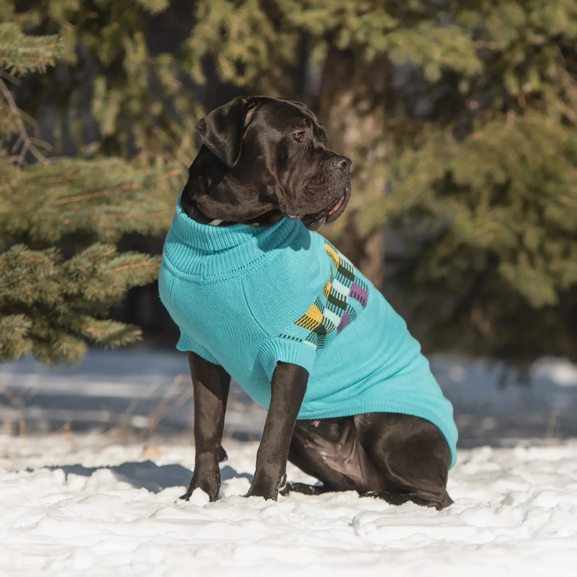Winter Sailor Dog Sweater | Aqua